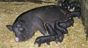 Známky a pomoc při porodu vietnamských prasat poprvé doma